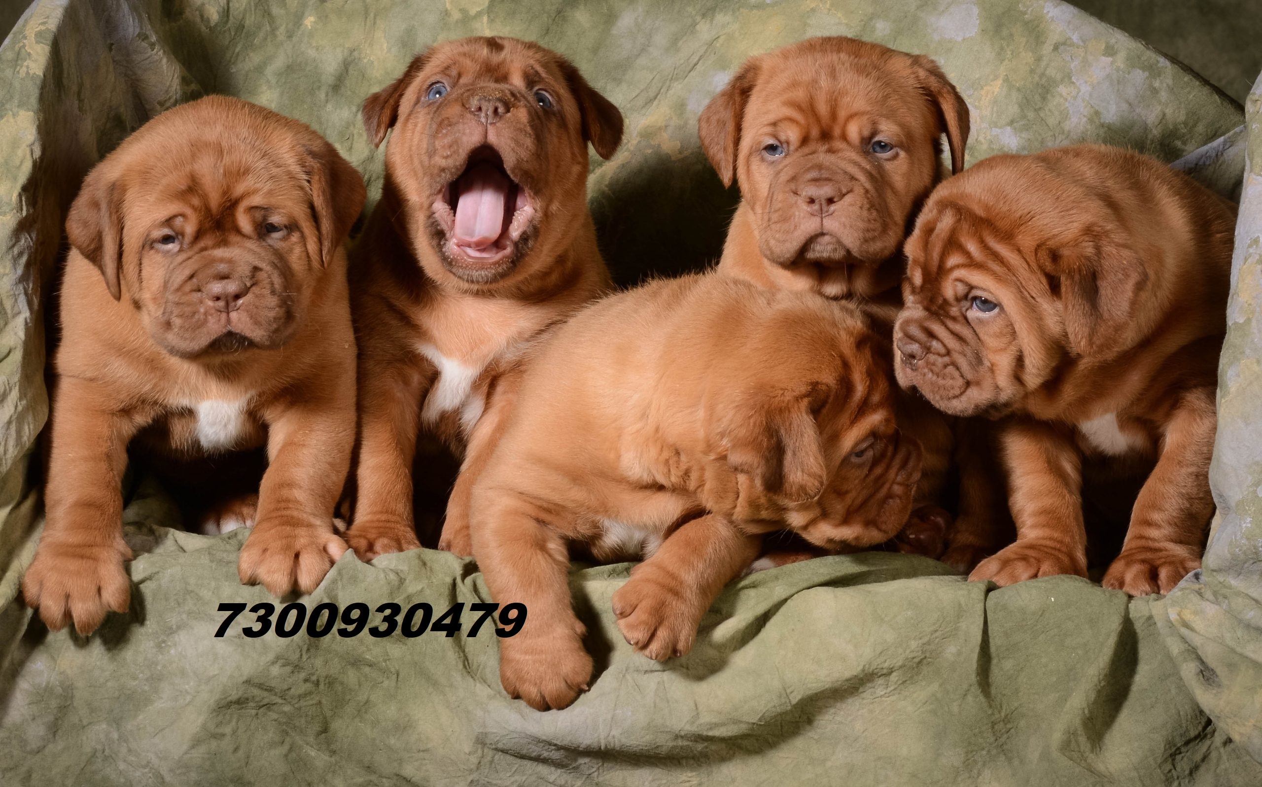 Image of FRENCH MASTIFF posted on 2022-03-13 14:06:50 from surat